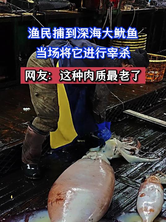 渔民捕到深海大鱿鱼,当场将它进行宰杀,网友:这种肉质最老了