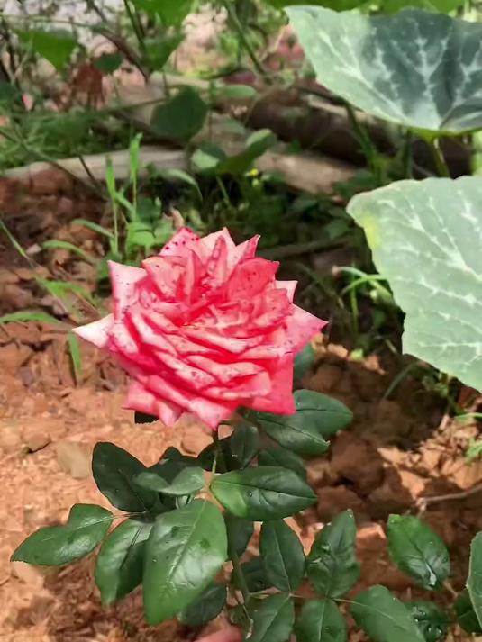 爸爸60岁了,我还是第一次这样给他过生日