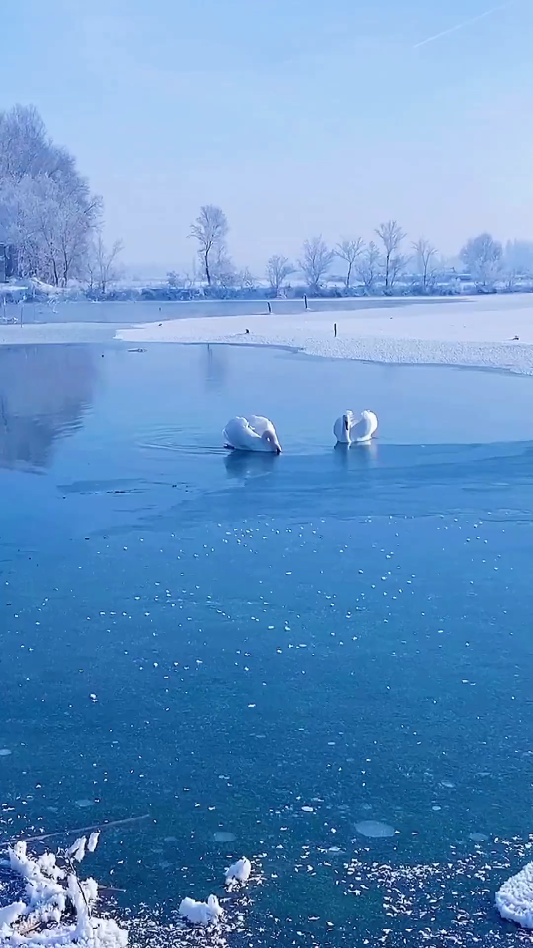 分享美景,高清晰度,雪景,大白鹅#娱乐热点大赏#