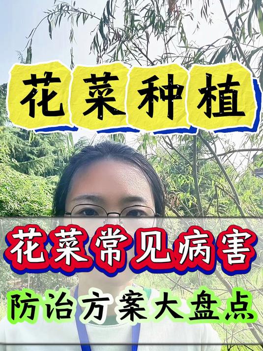 花菜常见病害 防治方案大盘点