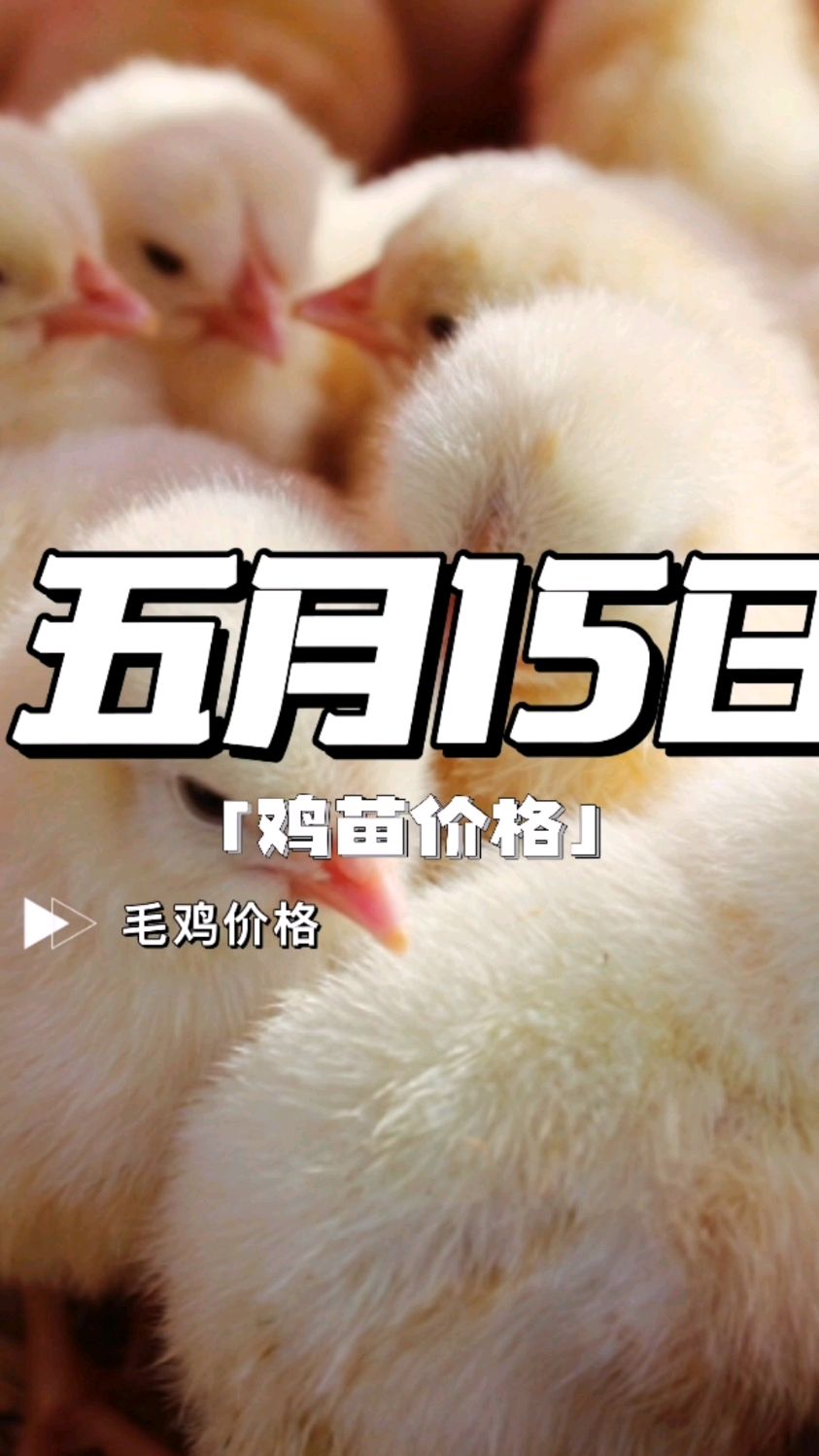鸡苗价格 鸡苗价格今日行情 鸡苗价格对肉鸡价格的影响 鸡苗价格报价 鸡苗价格最新