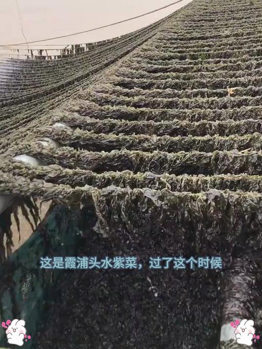 头茬紫菜季|只取开春头道嫩芽,每一口都是大海的「鲜」气密码