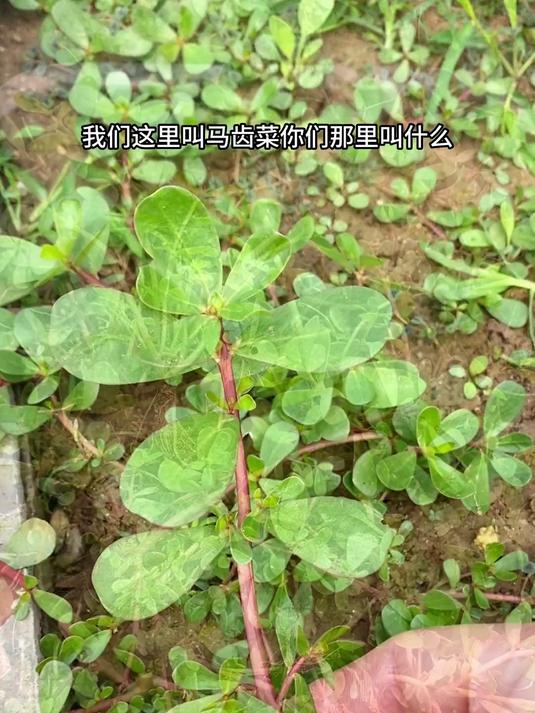 万万没想到这种野菜对身体的好处这么多
