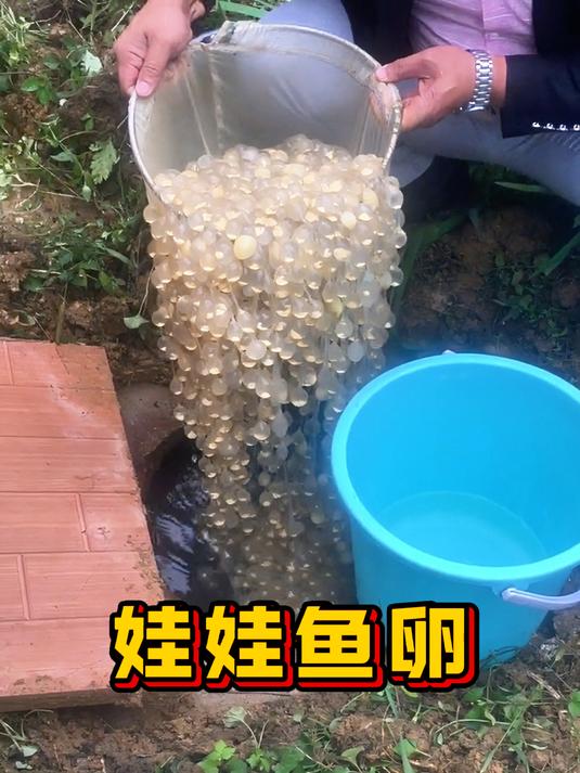 娃娃鱼卵真的是太有趣了