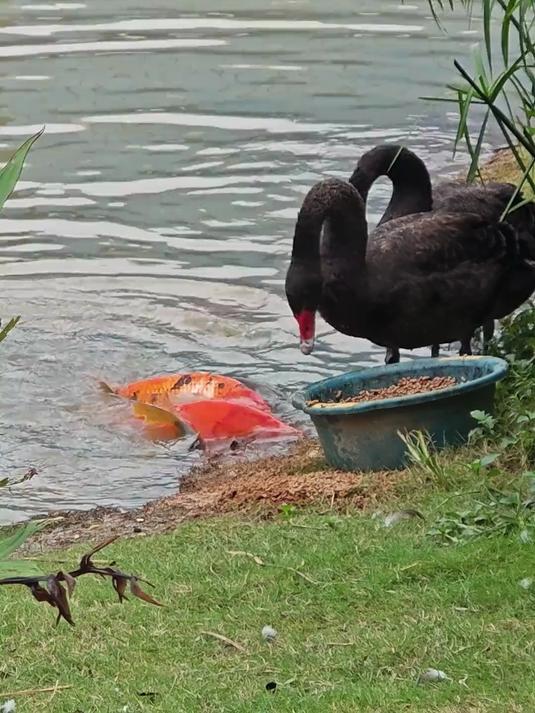 黑天鹅吃饭