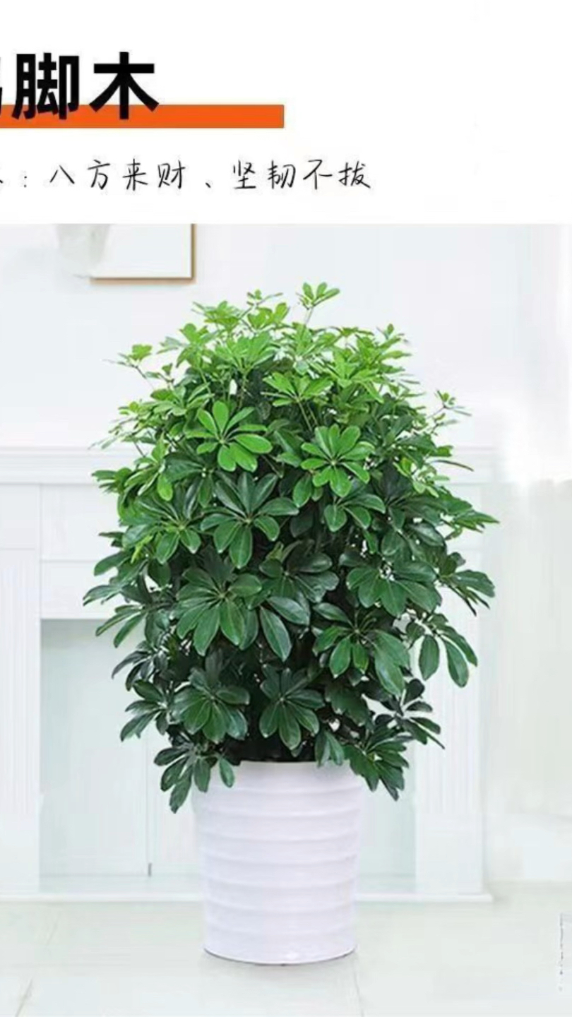 【八方来财】大型绿植鸭脚木七叶莲鸭掌木办公室落地植物绿植盆栽,四季常青好养绿植