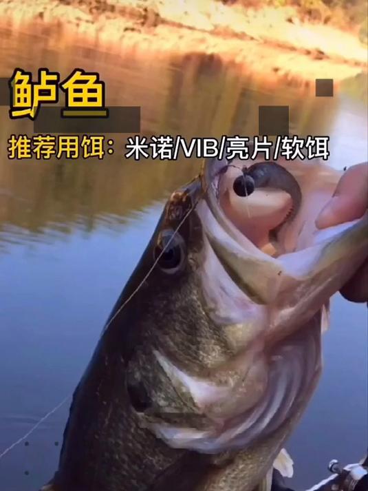 路亚常见淡水对象鱼用饵推荐,拿去爆扣吧