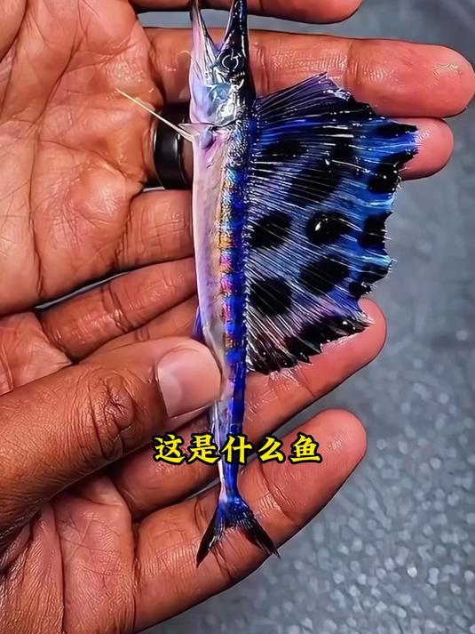 带你见识各种鱼小时候和长大的反差#科普##涨知识##鱼类#