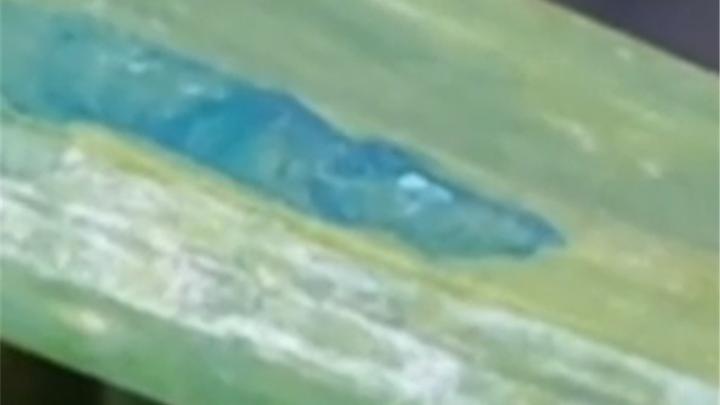 蔬菜上有蓝斑块市民疑心“染色蔬菜”,市监局通报:符合国标要求