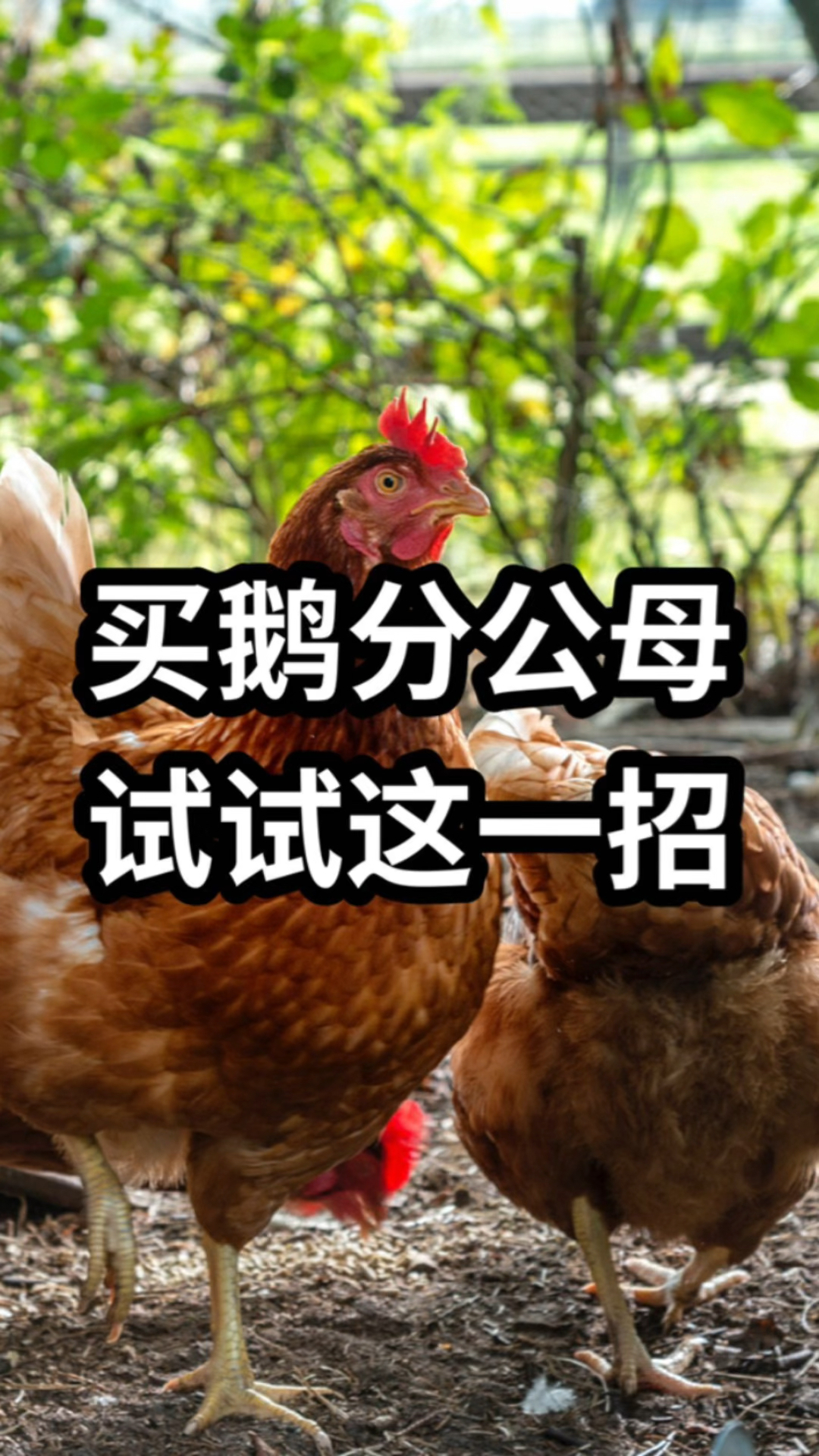 买鹅分公母,试试这一招