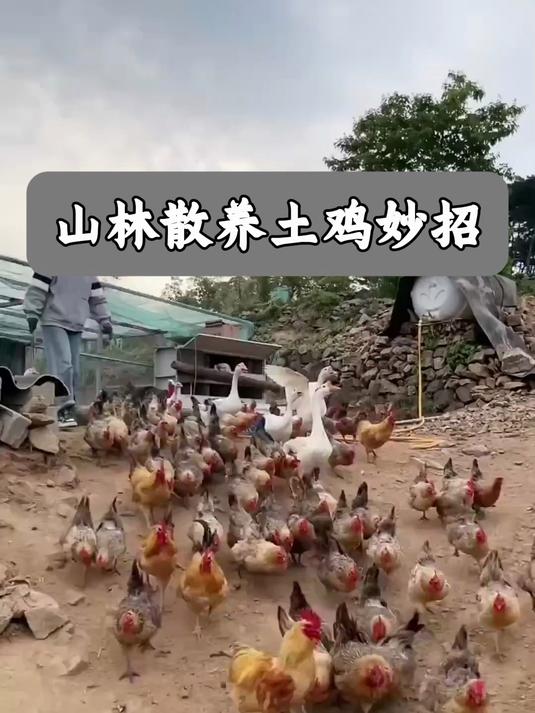 山林散养土鸡妙招 视频号挂车