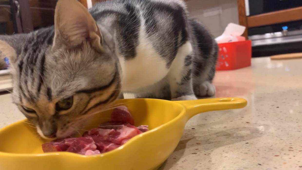 #潮级玩家# #猫咪#  小猫咪生骨肉吃播～ 简单解惑:猫咪对生肉的消化能力更好,选择无菌