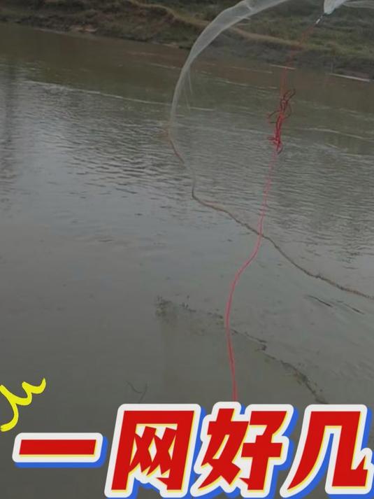 看看这一网河鱼你能叫出来名字吗