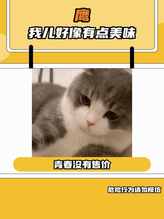 老鹰：我小时候这么萌？小鸡：我长大后这么猛？