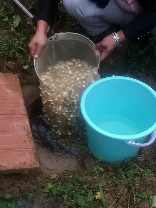 晶莹剔透的娃娃鱼卵,宛如一串串珍珠项链!