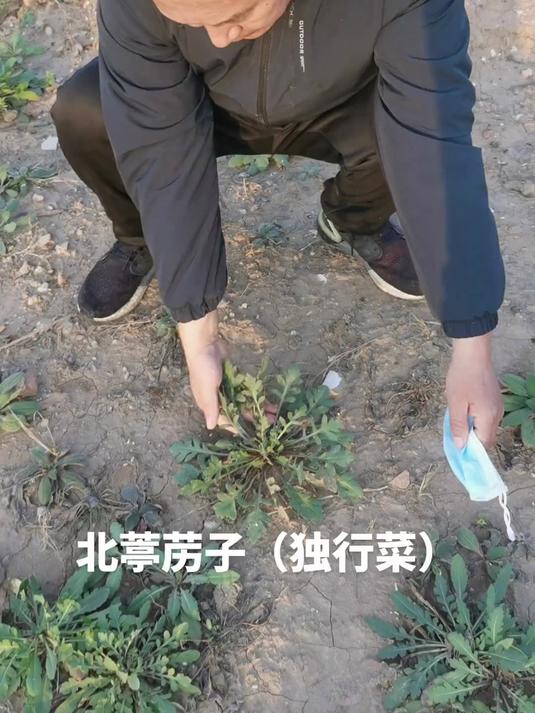 独行菜 每天认识一种中药材