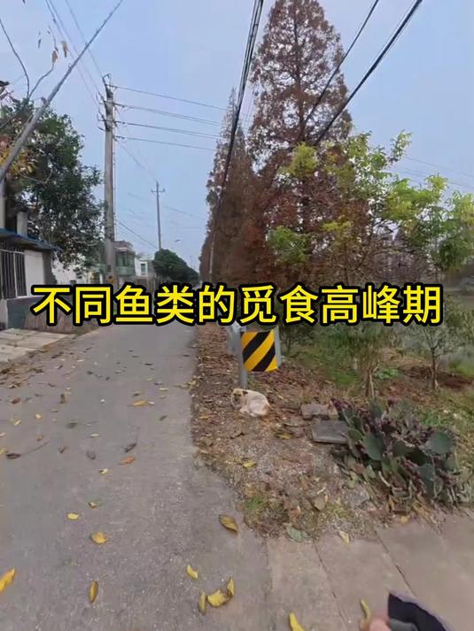 钓鱼老手绝不外传!不同鱼种最佳开口期,选对时间鱼获翻倍