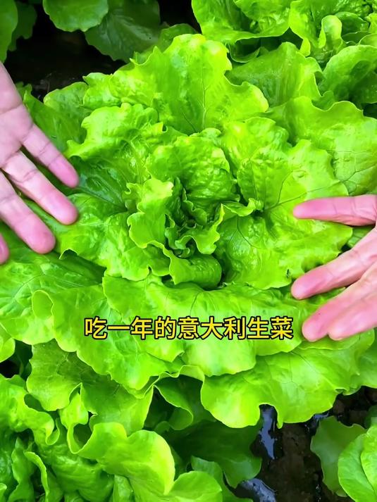 精选意大利生菜籽四季可播