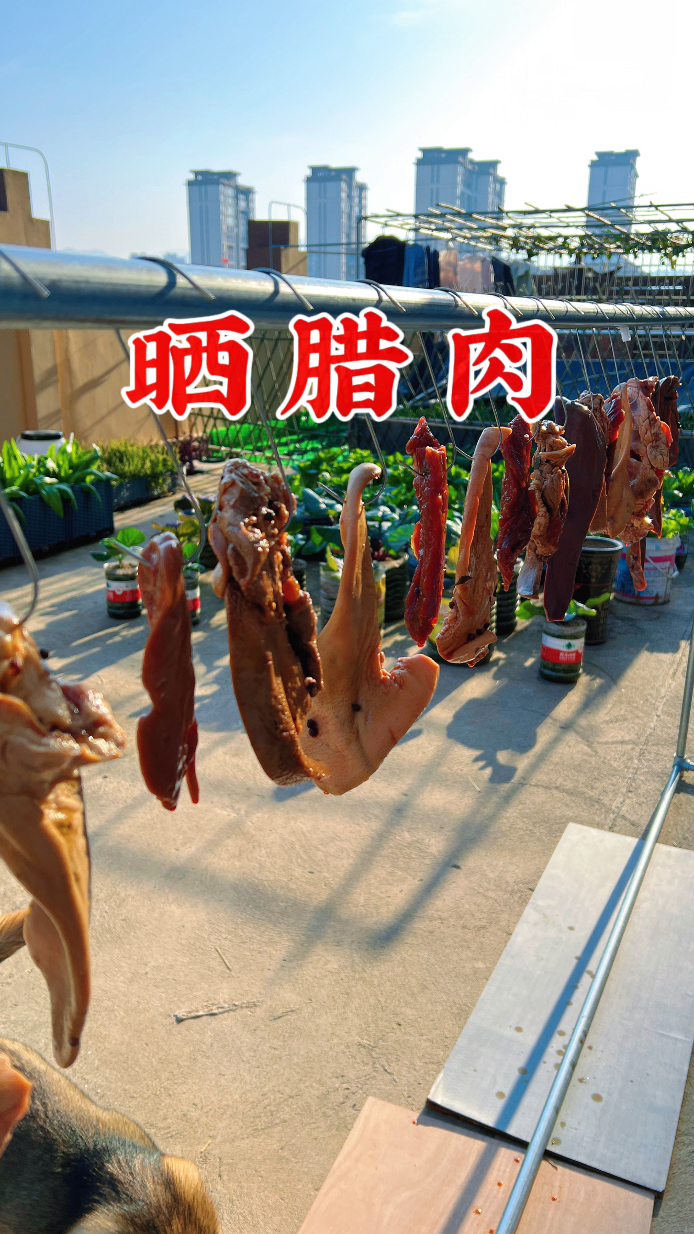 又到了晒腊肉的时候了,这次准备了20斤,还好有这个腊肉钩子用起来特别的方便