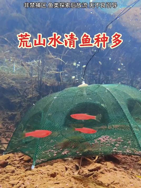 到山上溪流给兄弟们野采 鱼种很多
