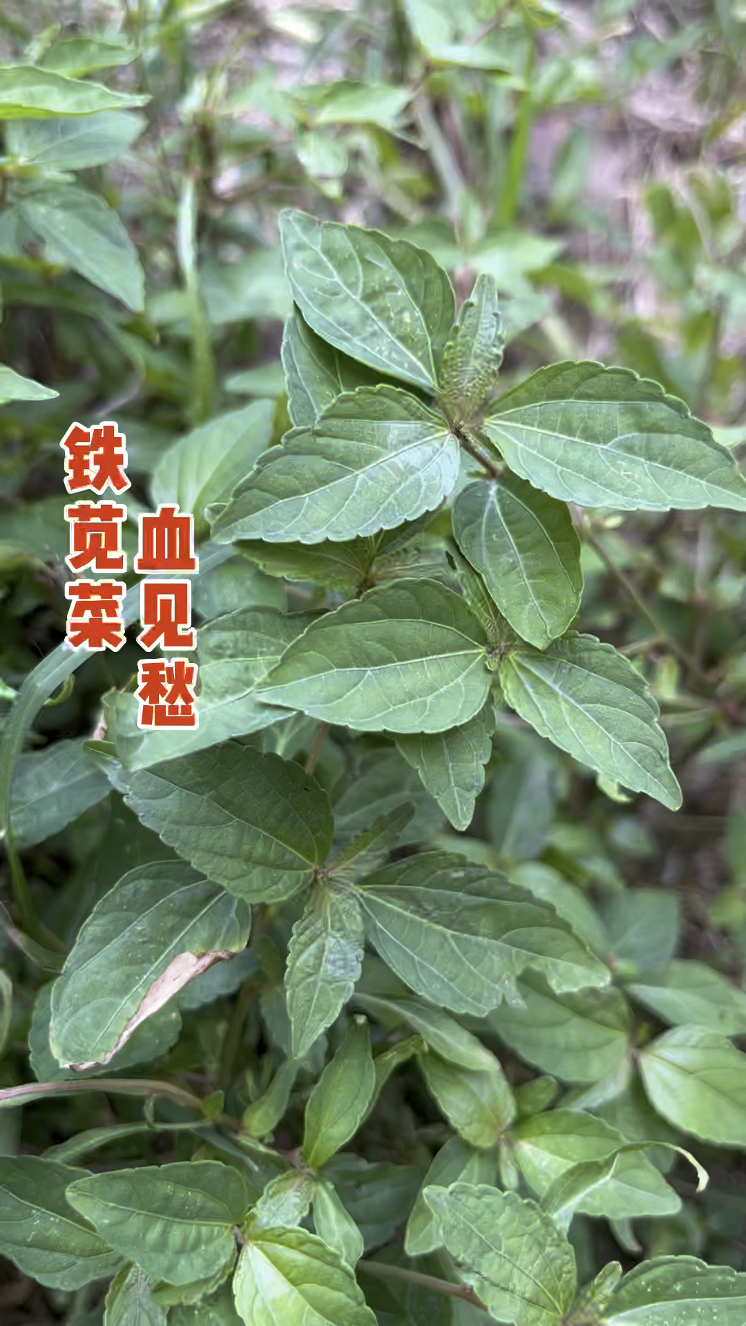 农村常见的植物“铁苋菜”,又称“血见愁”,晒干煲汤美味好处多
