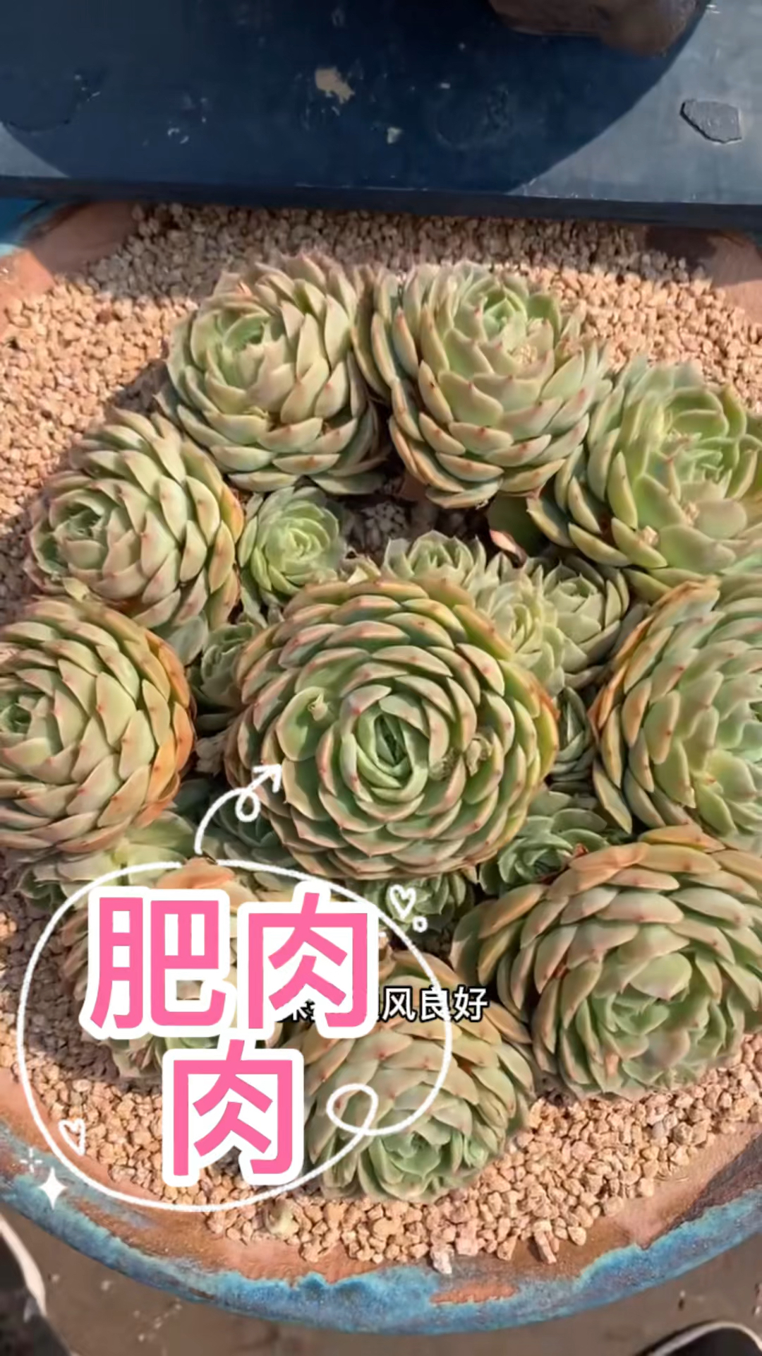 多肉植物怎么养的肥嘟嘟的