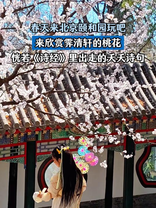 春天来北京颐和园玩吧，来欣赏霁清轩的桃花，恍若《诗经》里出走的夭夭诗句#马上就出发#