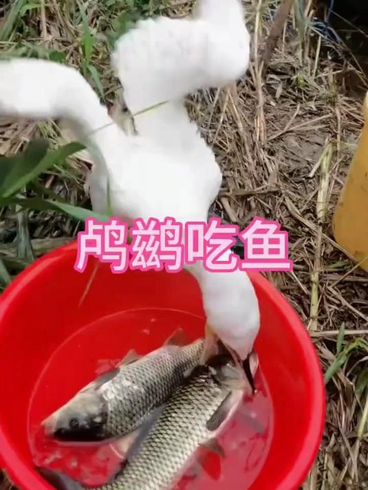你见过鸬鹚吃鱼的吗