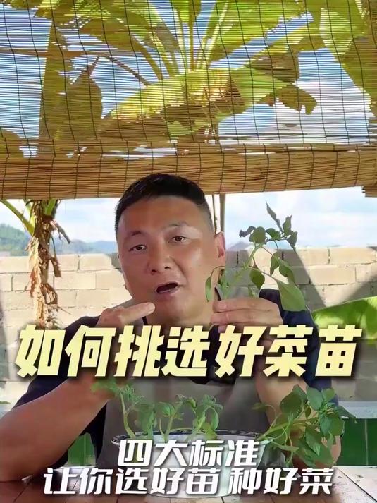 一根好的菜苗如何选择?#三农#