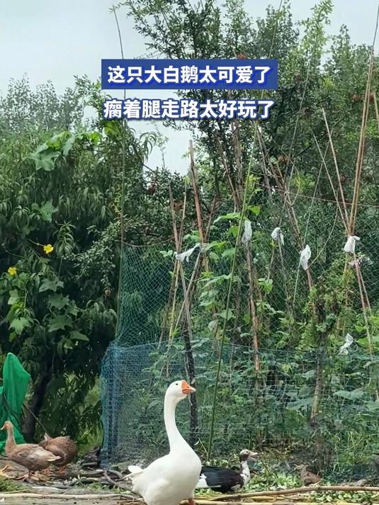 这只大白鹅太可爱了,瘸着腿走路太好玩了