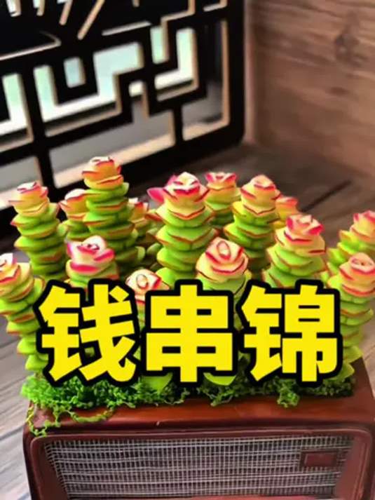 钱串锦:家居靓景 多肉之美 美好生活的期许