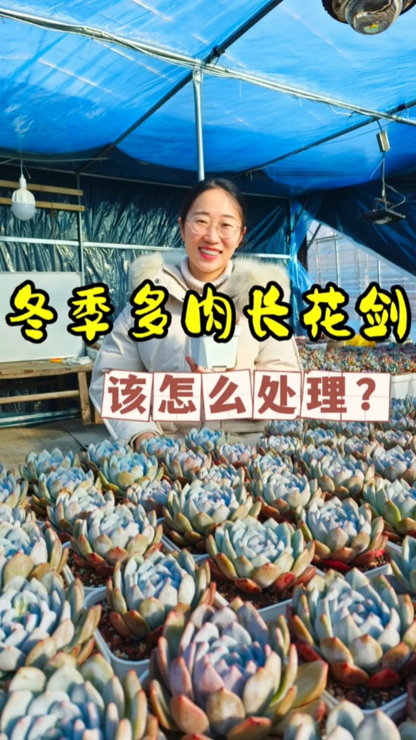 多肉冬季一直长花剑,该怎么办?