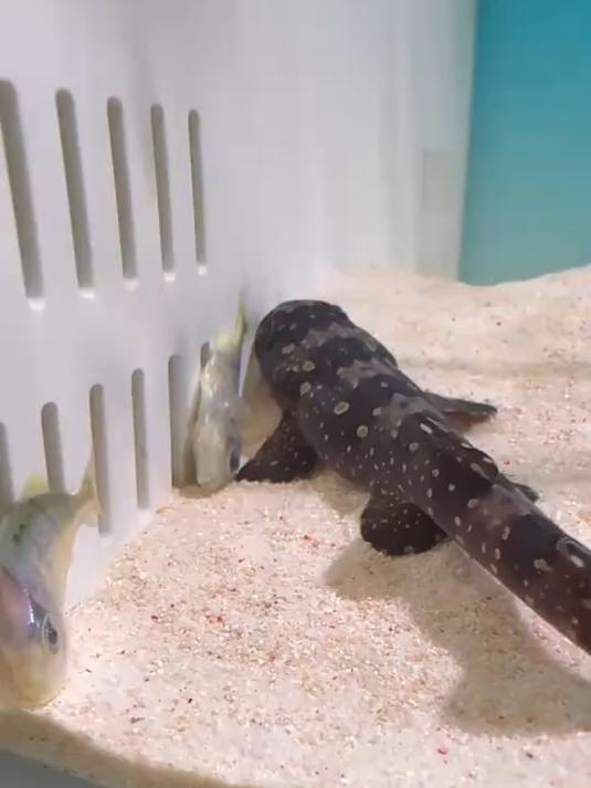 小鲨鱼竟然把小弟鱼吃了