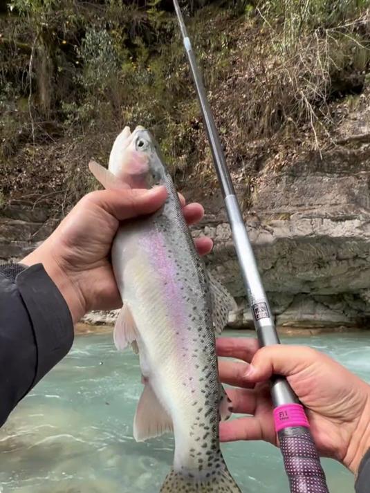 可以做刺身的溪流淡水鱼