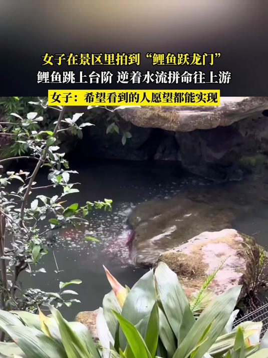 女子在景区里拍到“鲤鱼跃龙门”,鲤鱼跳上台阶 逆着水流拼命往上游,女子:希望看到的人愿望都