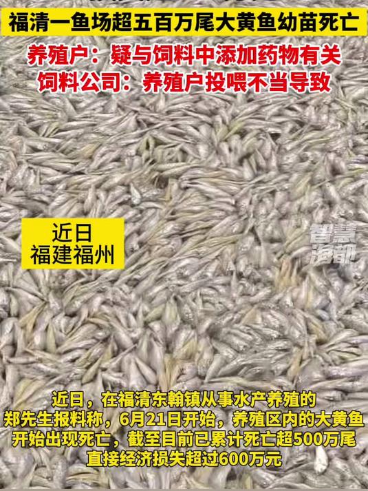 损失超600万元!福清一鱼场超五百万尾大黄鱼幼苗死亡,养殖户:疑与饲料中添加药物有关!饲料