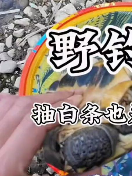 哪敢想山边的大河里竟然暗藏着这么多鲮鱼