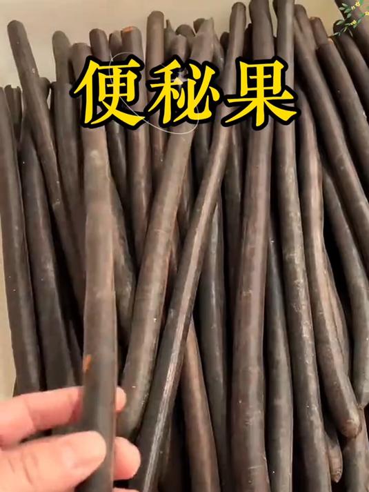 腊肠果也叫便秘果,别多吃,几颗就行,比喝西梅汁还厉害
