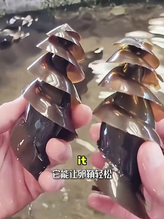 海滩上的黑色钻头原来是鲨鱼卵