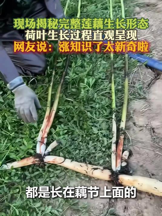 现场揭秘完整莲藕生长形态 荷叶生长过程直观呈现 涨知识了太新奇
