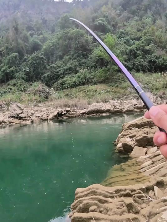 石鲮鱼很多人没见过的鱼种