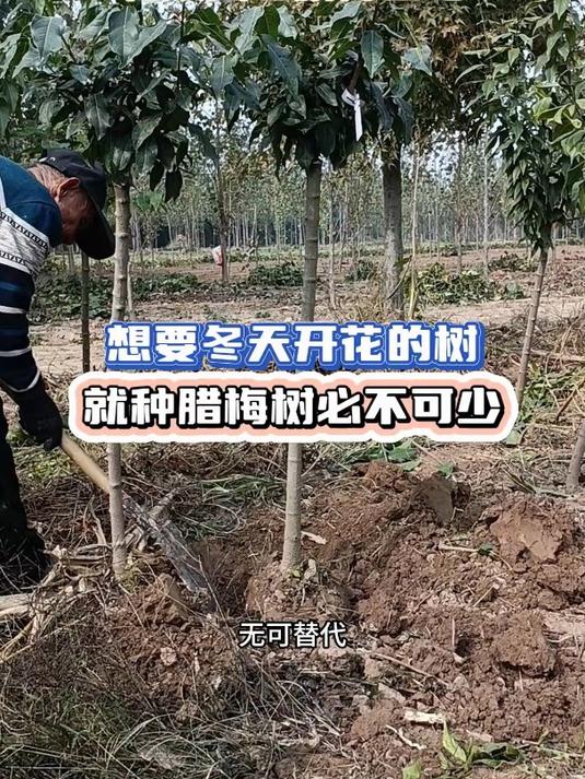 想要冬天开花的树就种腊梅树必不可少