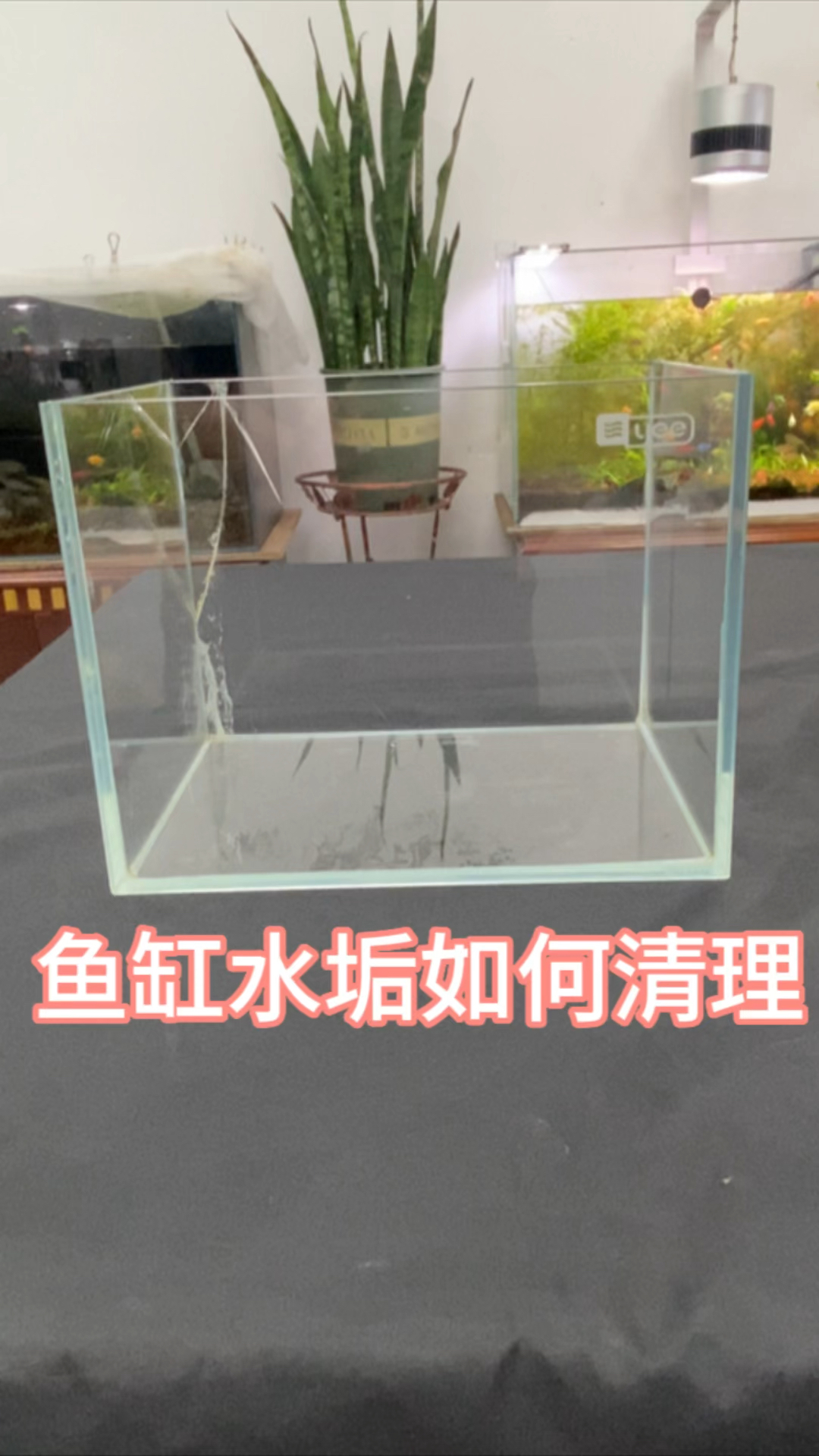 鱼缸水垢如何清理#养鱼 #水族