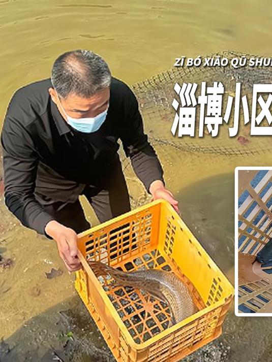 淄博小区水池发现大型怪鱼,相关部门:具备极强攻击性的外来物种!#奇闻异事##外来物种#