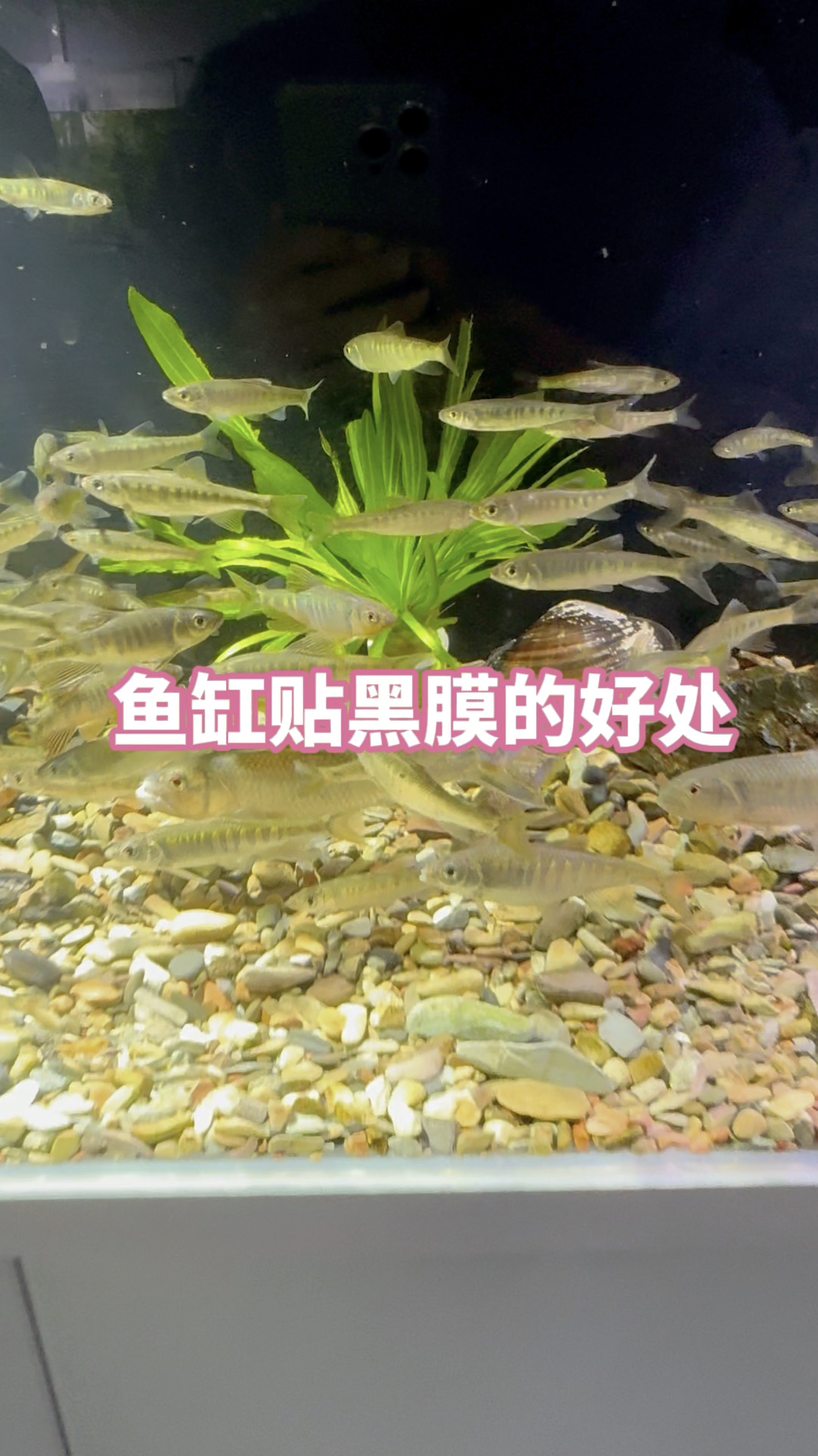 鱼缸贴上黑色贴纸可以模拟野外水底的场景,让鱼更加的发色。#水族#观善鱼#养鱼养心