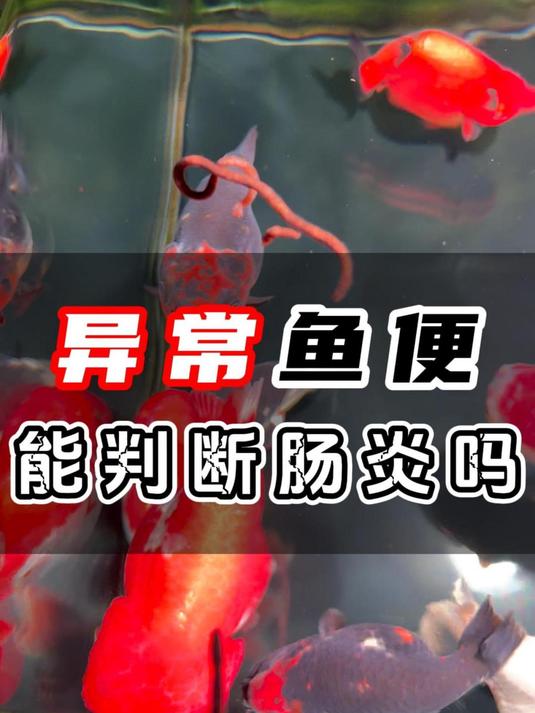 鱼便异常是不是鱼得了肠炎?怎么判断鱼得肠炎了