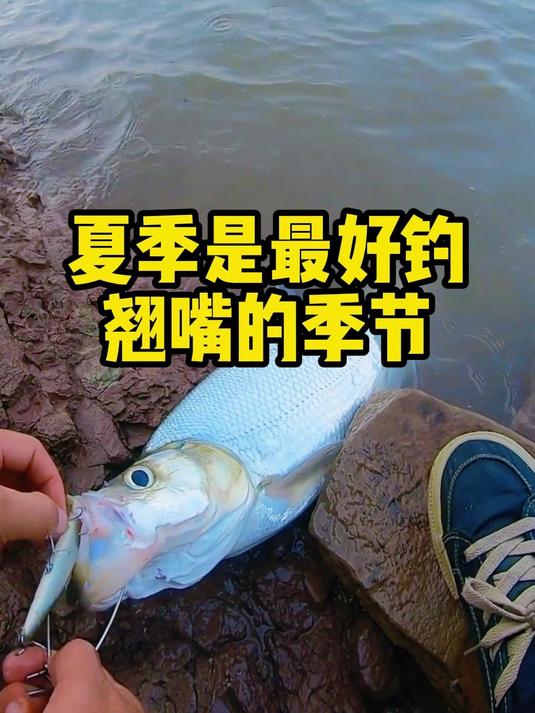 夏季是最好钓翘嘴的季节