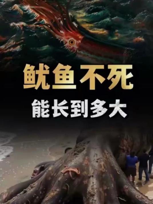 一只鱿鱼一辈子不死,能长到多大?大王酸浆鱿长达20米!