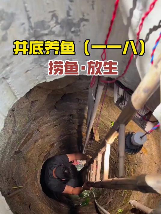 养了两个月的大青鱼放生了