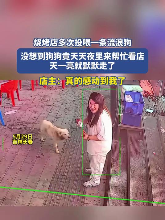 烧烤店多次投喂一条流浪狗
